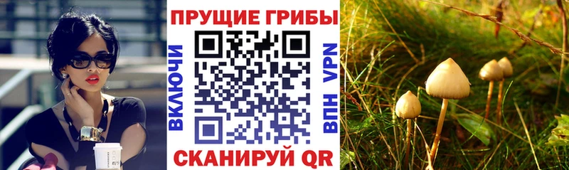 Псилоцибиновые грибы Psilocybine cubensis  Вольск 